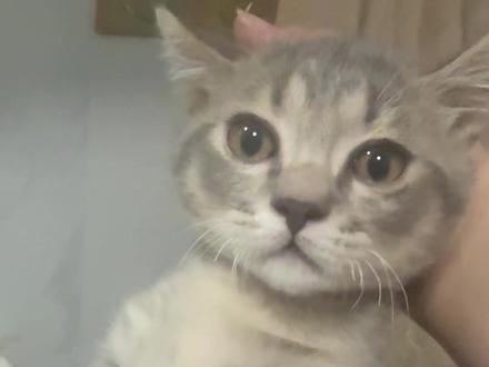 真服了 没看住钻进马桶里了#淘气猫 #小猫咪能有什么坏心眼