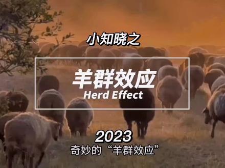 奇妙的“羊群效应”。盲目跟从还是特立独行?#心理 #效应 #知识 #理论 #原创