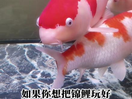 #养锦鲤的技巧 #冷水鱼饲养条件#养鱼的女人 #跟我一起学养鱼