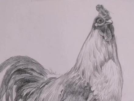 画公鸡#素描动物 #素描 #画画 #素描怎么画动物