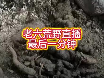 听着秦朗气喘吁吁的声音 然后以火为借口下播 那是多么的无奈#七星山骆驼杯荒野求生#荒野建哥#比赛叫停