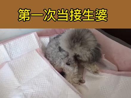 美伢生宝宝视频,这次加了遮挡物,希望不要被屏蔽#灰泰迪 #狗狗 #家有萌宠