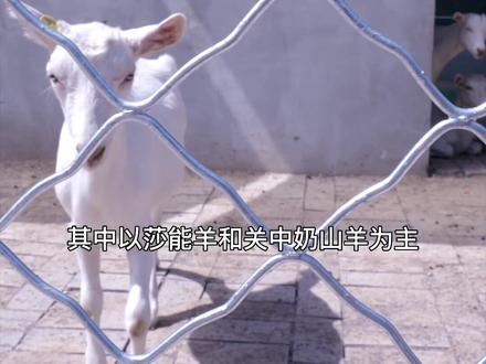 莎能奶山羊,世界公认的优秀奶山羊品种,体型高大,羊乳质量高。#羊奶 #奶羊养殖 @DOU+小助手