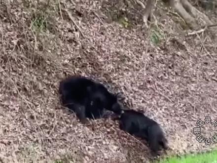 直击黑熊捕捉野猪全过程,野猪全程都不敢反抗一下#黑熊捕捉野猪