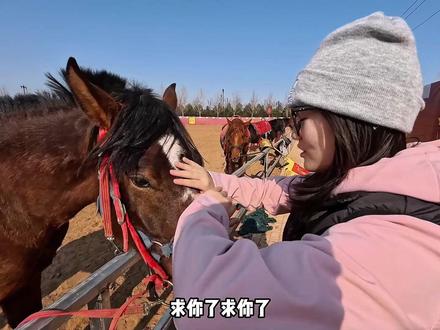 马年摸马头,万事不用愁 #马年说马 #马年 #洛阳 #洛阳过年去哪玩