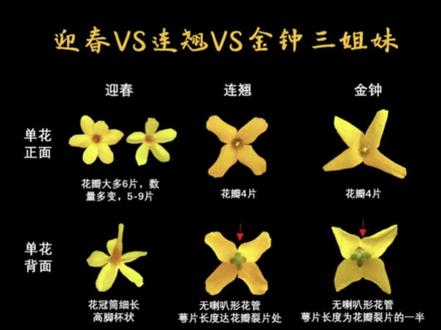 迎春连翘金钟🌼一张图分清早春黄花三姐妹 早春时节黄色系花卉中引人瞩目的莫过于迎春、连翘和金钟三姐妹,迎春花大家可能都认识,但三种放在一起总是令人迷惑,常听到有人在一片黄色面前问,“这是迎春,还是连翘?”。今天就来把这三种常见的小黄花分清楚。
🎋科属差异。迎春花属于木犀科素馨属,连翘和金钟则属于木犀科连翘属(说明二者极为相像,甚至可以随意杂交)。
🌼花朵特征。迎春一般是6片,但也有5-9片不等,数量多变;连翘和金钟花大一些,一般是4片。且迎春是高脚杯状花冠,区分较容易。金钟花朵通常向下开放,呈钟形。
💐花期。迎春通常较早开放,连翘和金钟花期相近。
🌾植株形态和枝条特性。迎春比较矮小,通常呈灌木丛状,枝条细长柔软且易下垂,新枝绿色四棱状。而连翘和金钟均呈灌木,相对较高大,枝条开展,连翘枝条中空,金钟枝条具有片状髓,这是二者明显的区分点。
☄️其实只要掌握几个区分点,这三种春花还是比较好区分的,相对让人头疼的蔷薇科家族,早春黄花三姐妹只要看多了,一眼就能认出。快带着这份鉴定图册去试一试吧!
#好看的花一定要分享给你 #春花 #植物 #植物科普 #花