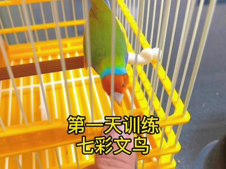 小鸟到家第一天,直接训练上手吃食#萌宠出道计划 #手养鸟 #七彩文鸟
