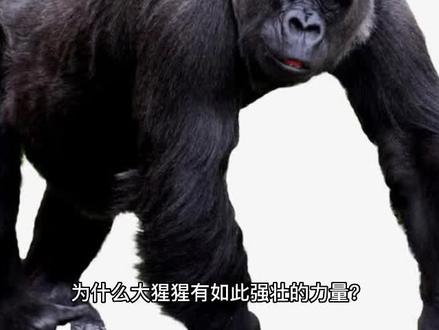 为什么大猩猩有如此强壮的力量?