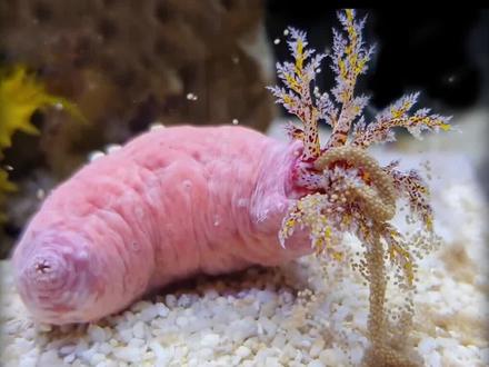 沉浸式养海参,没想到海参是这么危险的生物,结局很震撼 #海参 #水族 #奇妙的动物 #海洋生物 #养鱼 #海缸