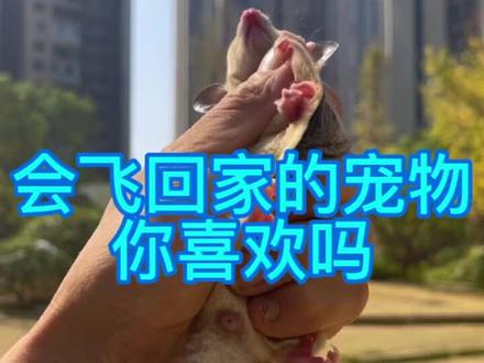 小蜜它为什么会滑翔……@小蜜同学 #蜜袋鼯 #萌宠 #户外 #创作灵感