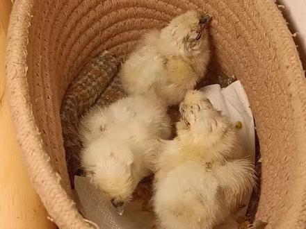 暖气上孵出来的鸡宝宝来报道了,四颗蛋全部成活。刚出壳的小鸡一定做好保温,最怕冷,其实只要做好保暖,真的很好养活的。#孵化 #小鸡🐥 #暖气上孵小鸡#乌鸡#城市养鸡