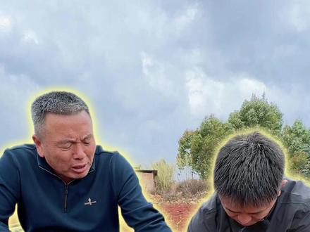 老小苗多苗姜 姜种坏了的我们直接把它撬掉不然会传染周围的#誉禾农业 #生姜种植 #农业种植 #服务三农