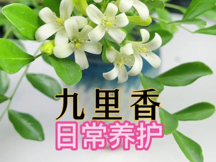 九里香养护知识#七里香#花卉绿植 #养花小知识 #九里香
