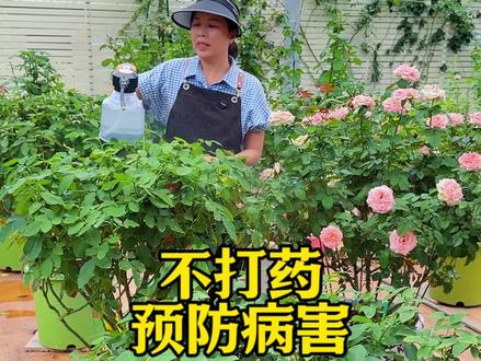 不打药预防月季真菌病害,半个月天撒一次枯草芽孢杆菌#月季 #月季养护 #花卉绿植 #养花小知识