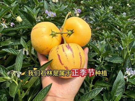 人参果开花坐果是这样的#人参果种植 #云南农业 #云南人参果 #新农人