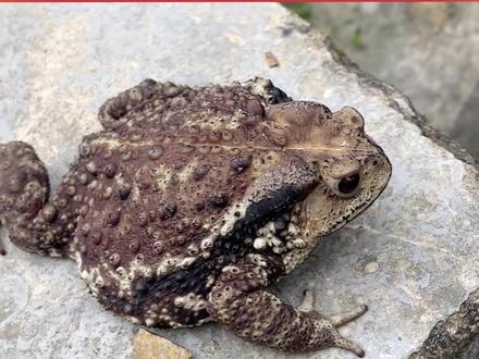 蛤蟆:你知道我这六年是怎么过得吗!?#蛤蟆 #搞笑 #娱乐评论大赏