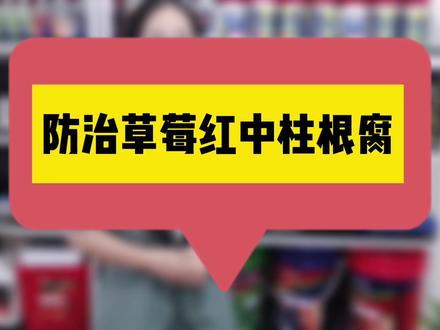 防治草莓红中柱根腐#农业技术 #农业科学 #农业种植 #三农 #三农种植 #果树种植 #草莓种植