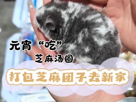 打包芝麻汤圆去新家|元宵“吃”汤圆咯 #养鼠日常分享 #打包 #仓鼠 #金丝熊 #养鼠日常分享