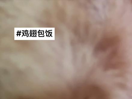 鸡翅包饭纯享版……#鸡翅包饭猫#猫咪 #小奶猫 #猫 #橘猫