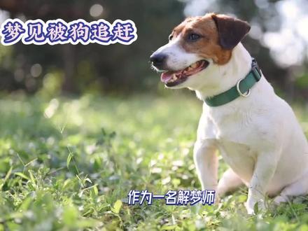 解梦师解读:梦见被狗追赶的心理暗示#梦境解析 #周公解梦