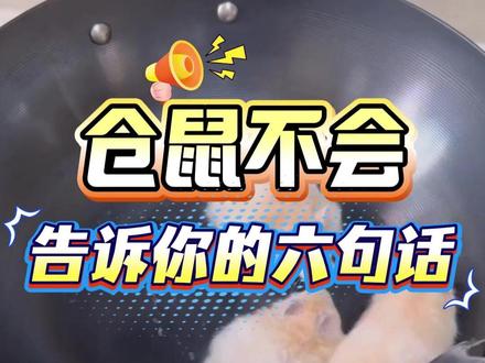 仓鼠养殖知识 #仓鼠 #仓鼠知识科普 #仓鼠宝宝