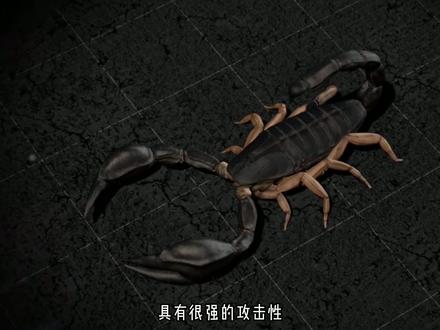 被剧毒蝎子的尾刺扎一下有多酸爽?这哥俩亲身测试后告诉你答案!#宅家dou剧场 #动物 #纪录片 #蝎子
