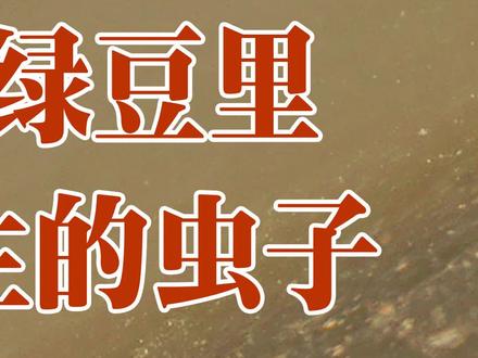 家里储存了绿豆,快来看看你家绿豆里有木有这种绿豆象?#绿豆象 #昆虫 #绿豆 #科普