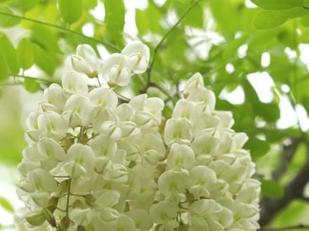 刺槐:良辰美景,花气袭人。