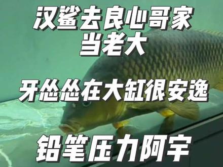 刀刀出缸,适应得很好
汉鲨去良心哥家也适应得很好,都当老大了
铅笔压力阿宇
牙怂怂在大缸很安逸#刀疤鲤#暖心阿哲#捞鱼也是技术活 #刀疤鲤