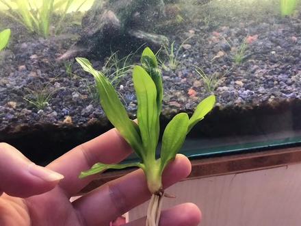 给新手推荐特别好养的九冠水草,这总不能在养死了吧#九冠水草 #皇冠水草 #新手水草