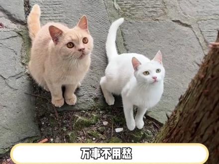 太好啦是喵喵寺 #大兴善寺#猫咪#寺庙