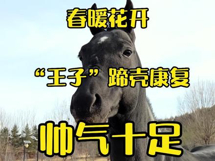 王子恢复的很好 感谢关注#感谢关注感谢支持 #汗血宝马 #马场日常