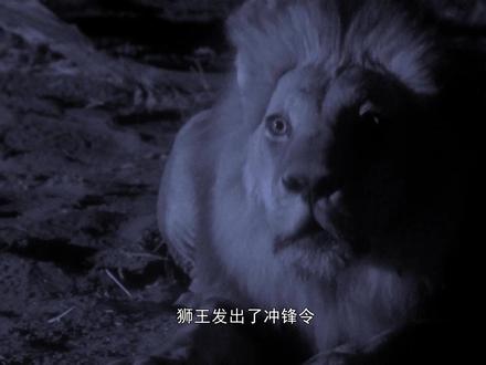 大象驱赶狮子 结果被狮子反杀 成为狮子盘中餐 #动物世界看人生百态 #大象自大 #狮子充分利用优势
