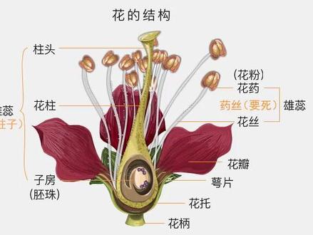 乐乐课堂 初中生物 七上 第三单元 第3章 第3节 (一)花的结构#微距摄影 #万物生长 #科普一下 #桃花的基本结构 #带你识花