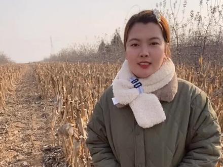 冬季柴胡秸秆如何处理#三农 #抖音助农 #抖音三农热点