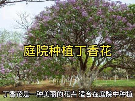 庭院种植丁香花!AI制作,仅供参考