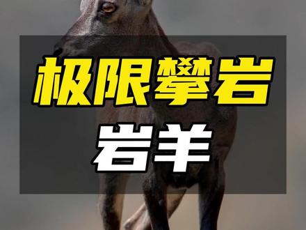 能在近乎直角的悬崖上行走,岩羊的攀岩技巧到底多高超!#科普 #奇妙知识在抖音 #知识科普 #动物科普 #岩羊