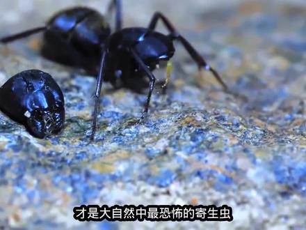最小的寄生蝇,只有一粒盐大小,却让蚂蚁痛苦到拧断自己的脑袋 #昆虫 #动物 #神奇动物在抖音