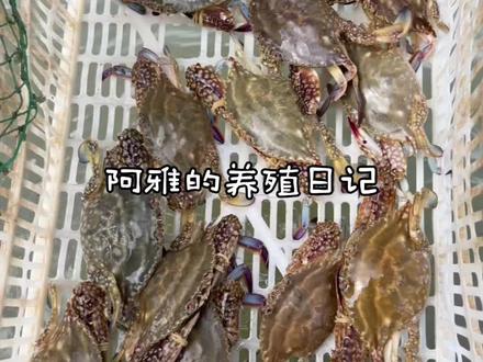 95后养殖vlog :各位老师们,怎么区分红体虾是应激还是细菌病毒?螃蟹黄水病又是什么症状,怎么治疗预防?#新农人计划2023 #水产养殖技术 #记录养殖生活 #抖音助农 #水产人
