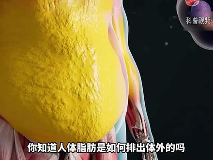 原来人体的脂肪是这样排出我们体外的! #科普一下 #左旋 #健康 #涨知识 #自律 Ψ188U