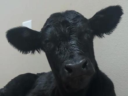 小黑学会哞哞叫了 #小牛 #可爱 #治愈系