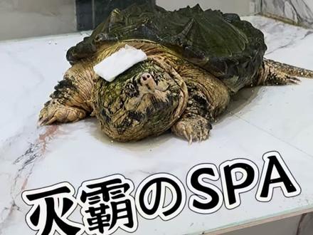 一起给你的小乌龟做一个除绿藻的SPA吧~ #红甲社 #变异大鳄灭霸