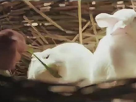 琢玉搞笑名场面,哈哈#搞笑视频 #琢玉 #电视剧搞笑情节