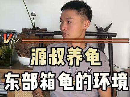 东部箱龟环境设计#东部箱龟环境#源叔养高闭源叔养龟#箱龟 #东部箱龟 #黄缘