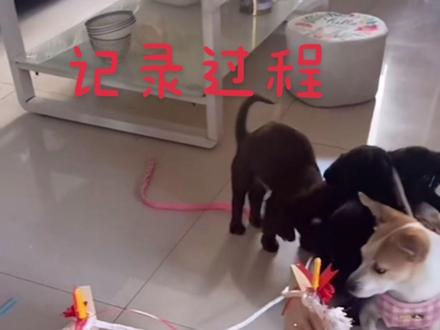 百元以内自制狗狗拉车,拉不发愁,2斤也能拉得动,感兴趣的参考我的视频制作吧#铲屎官的乐趣 #奶狗下楼 #满月奶狗 #狗狗拉车 #狗狗拉车制作 过几天新小奶狗下楼溜圈