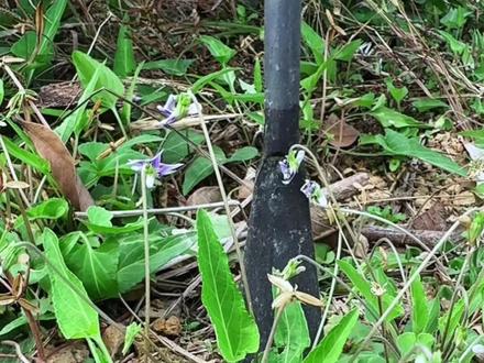 这种植物叫紫花地丁 为堇菜科堇菜属多年生草本植物 村里人把它采挖回来晒干成茶 #紫花地丁 #植物科普