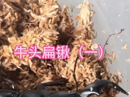 #观察昆虫 #昆虫记 #异宠 #微观世界 #奇趣自然 牛头扁锹饲养及繁殖 快来看看想不想你老家树上的虫🤪🤪