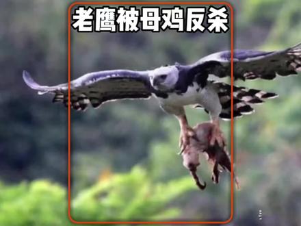 老鹰偷袭小鸡和母鸡,没想到公鸡在家,冲出来就把老鹰的毛给拔了#神奇动物在抖音 #野生动物零距离 #老鹰