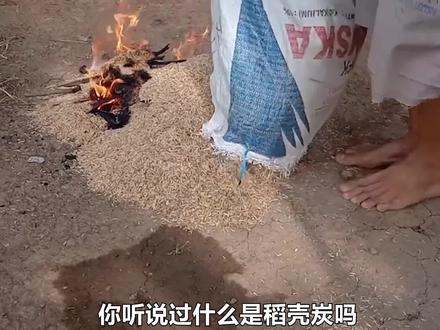 稻壳炭有哪些神奇作用,它又是怎么制作的?不可思议的煨稻壳技术 #稻壳炭的作用#抖创意#涨知识#科普一下 #农业