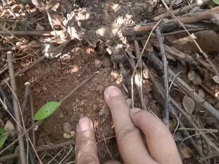 分享如何寻找榔榆小坨坨桩,这会天可以上山寻找标记,落叶后开挖,榔榆落叶比较晚,尽量落叶后挖#来抖音学盆景 #盆景制作 #榆树 #盆景 #老桩